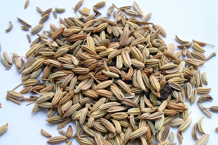 Fennel-Seeds