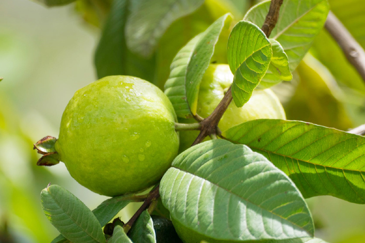 Guava-Leaves