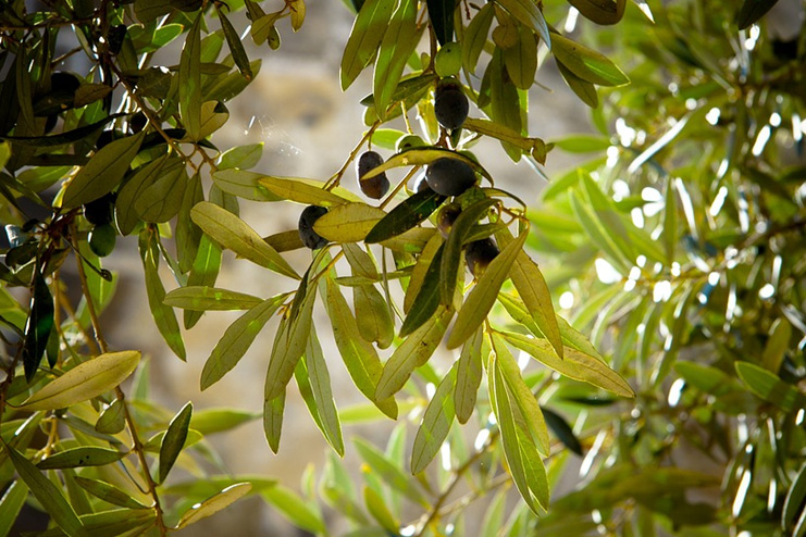 Olive-Leaf