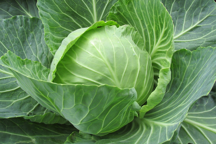 Cabbage-Juice