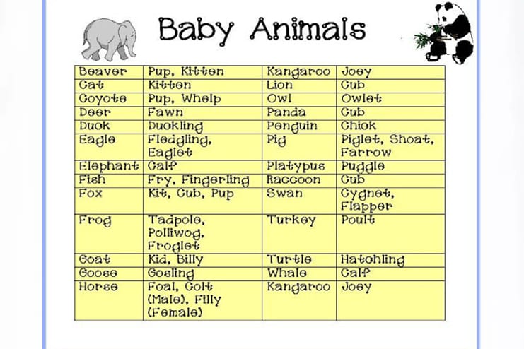 Animal-Babies