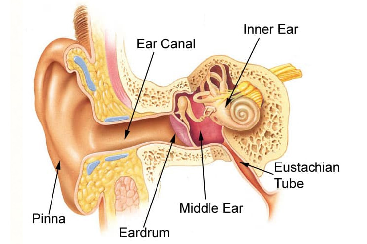 How-the-Ear-Works